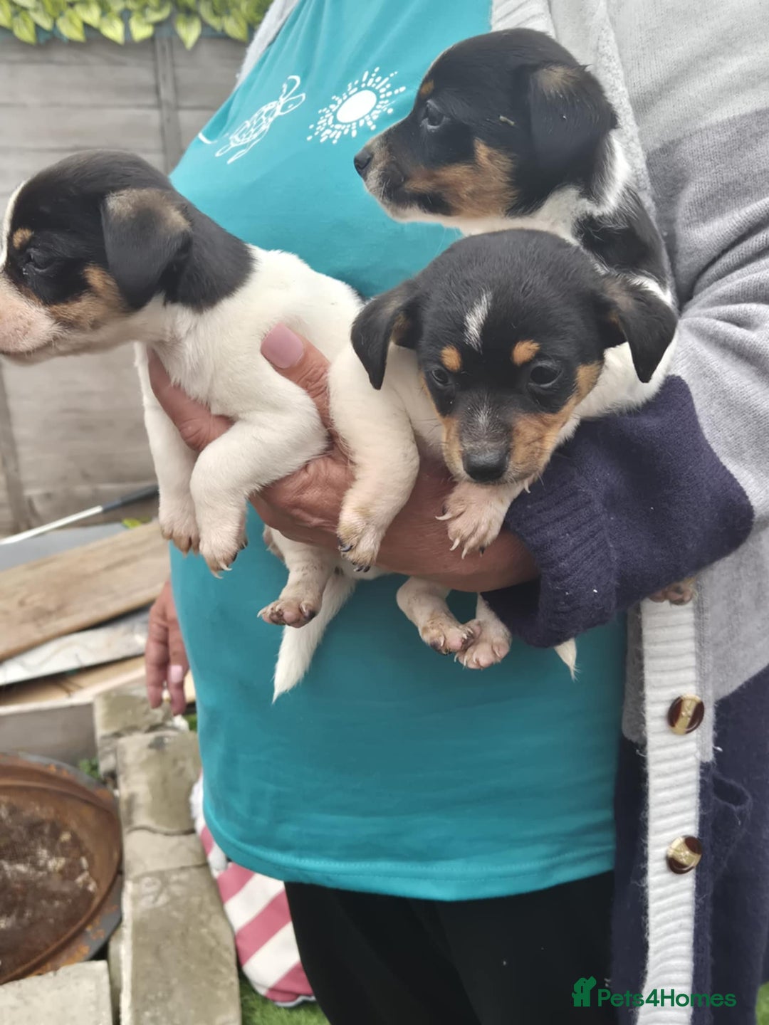 Jack Russell dogs for sale: Jack Russel puppies  - Image 5