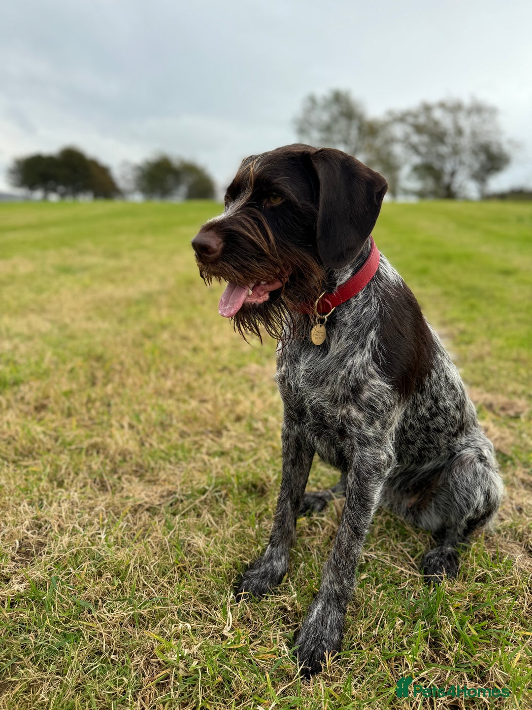 German Wirehaired Pointer dogs for sale: Pedigree German Wirehaired Pointer Pups.  - Advert 3