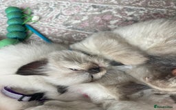 Ragdoll cats for sale: Gorgeous Ragdoll Kittens - Image 8