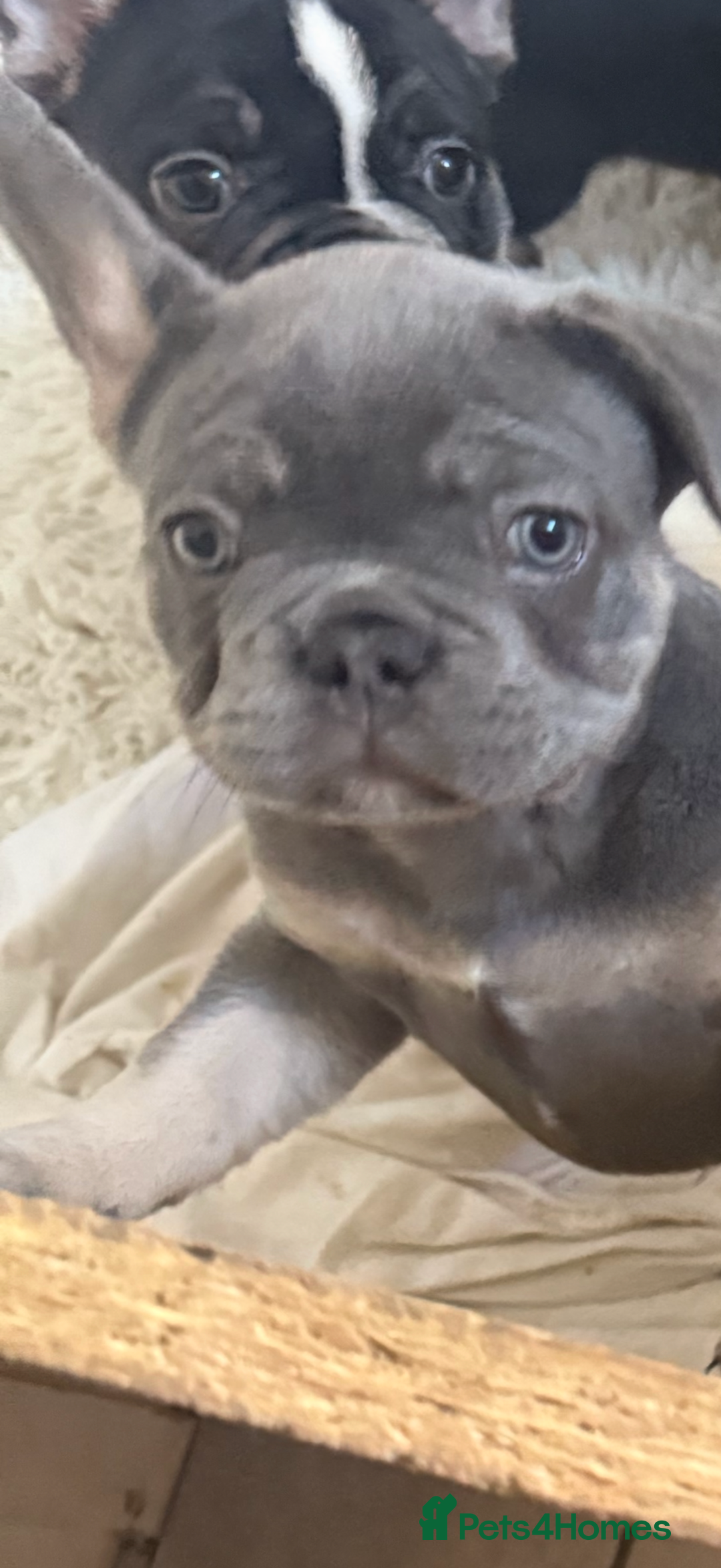 French Bulldog dogs for sale: 7 months old boys  - Image 5