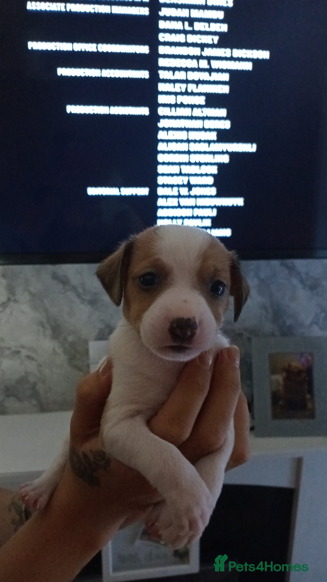 Patterjack dogs for sale: Patterjack/jackrussel - Image 1