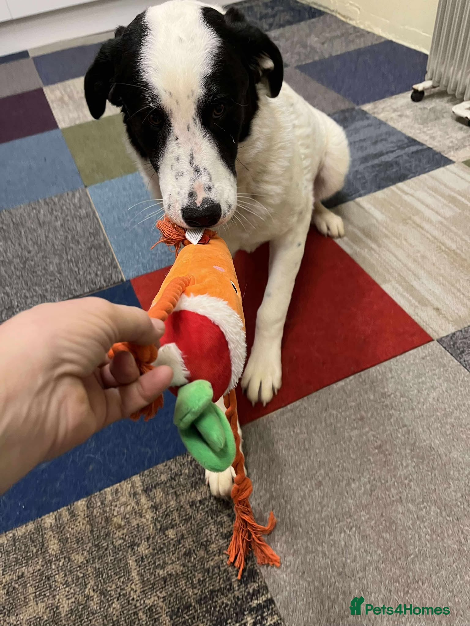 Mixed Breed dogs Perdita  - Advert 6