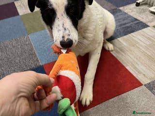 Mixed Breed dogs Perdita - RESERVED - Advert 13