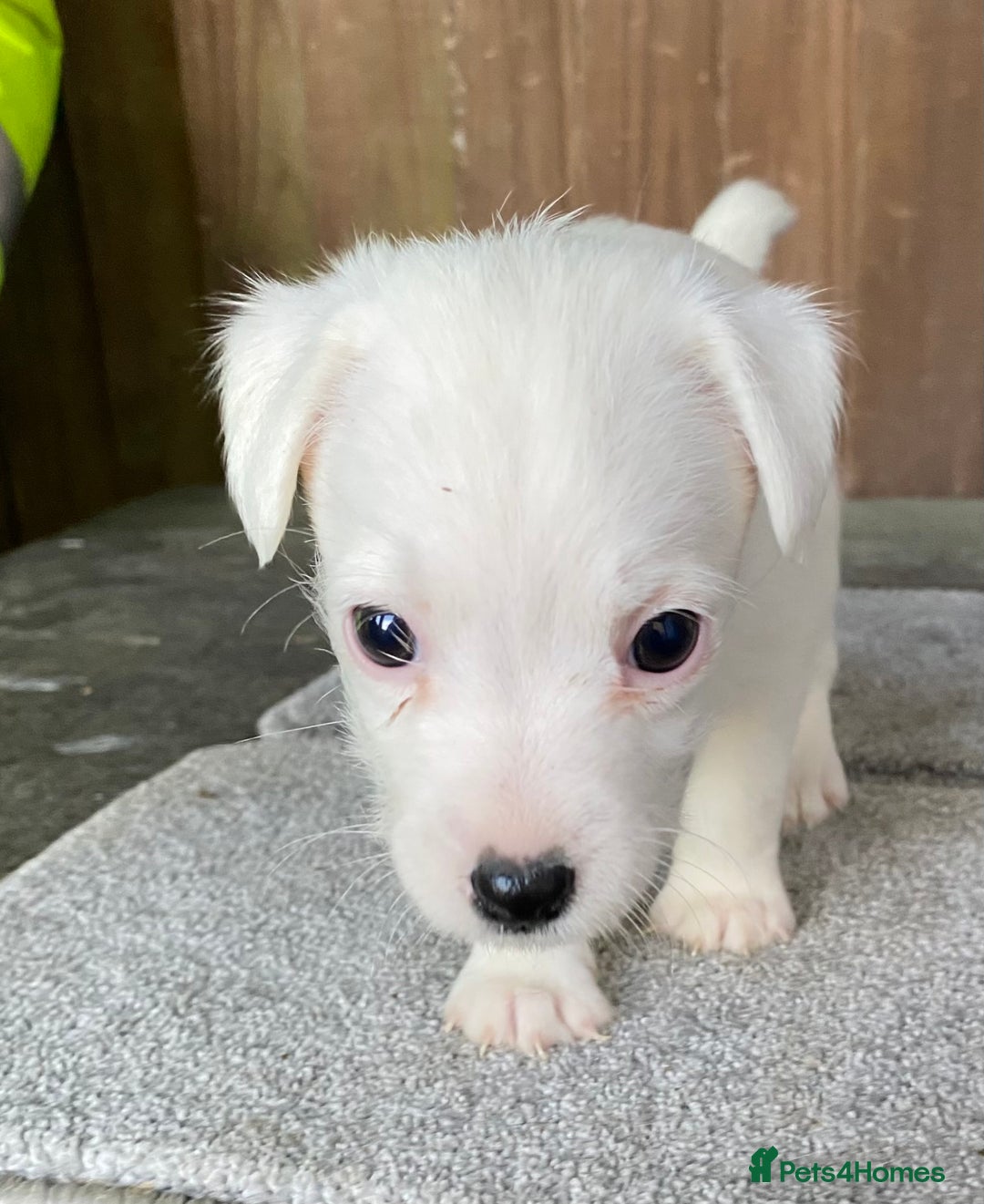 Jack Russell dogs for sale:  **  JACK RUSSELL PUPPIES - READY TO GO - Advert 29