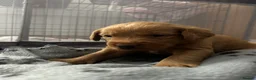 Labradoodle dogs for sale: 1 Female Labradoodle looking for her forever home  - Advert 33