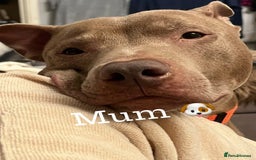 Mixed Breed dogs for sale: 2 beautiful pups READY TO LEAVE  - Image 10
