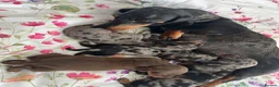 Miniature Dachshund dogs for sale: miniature dachshund  in Coventry - Advert 2