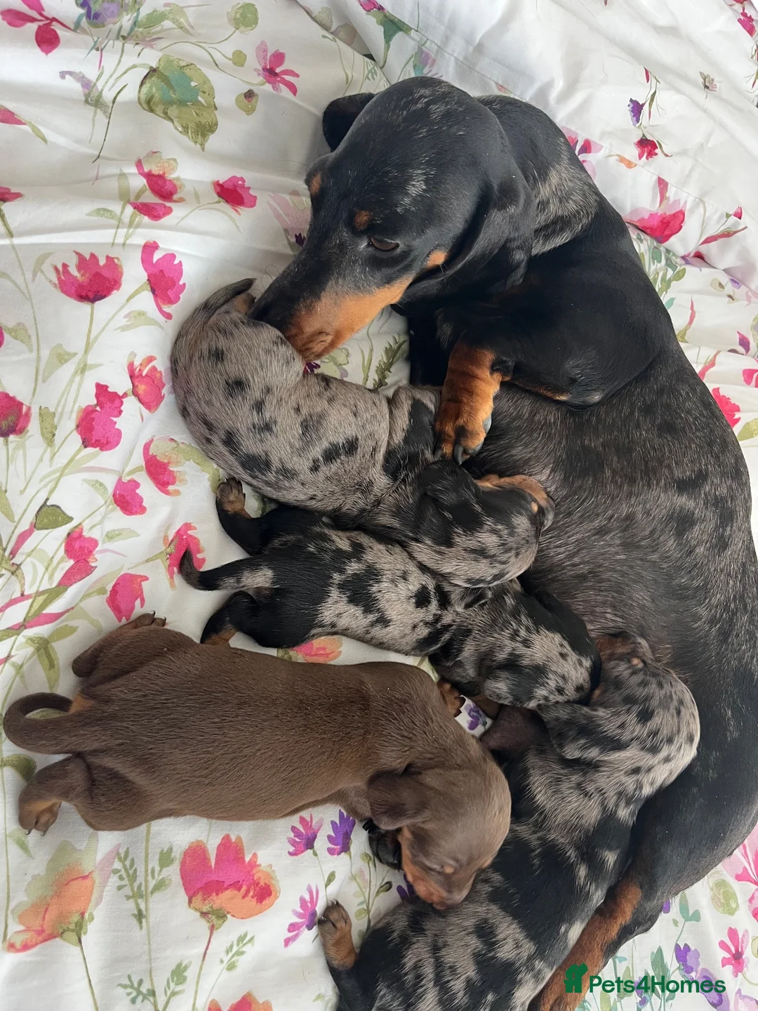 Miniature Dachshund dogs for sale: miniature dachshund  in Coventry - Advert 2