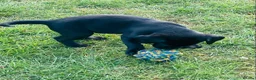 Labrador Retriever dogs for sale: Black Labrador Puppies  - Advert 5