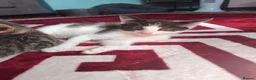 Mixed Breed cats for sale: 2 kittens, half ragdoll  - Advert 4