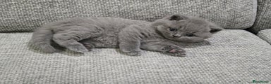 British Shorthair Kitten 2