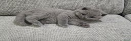 British Shorthair cats for sale: Gorgeous Pure Breed British shorthair kittens  - Advert 14