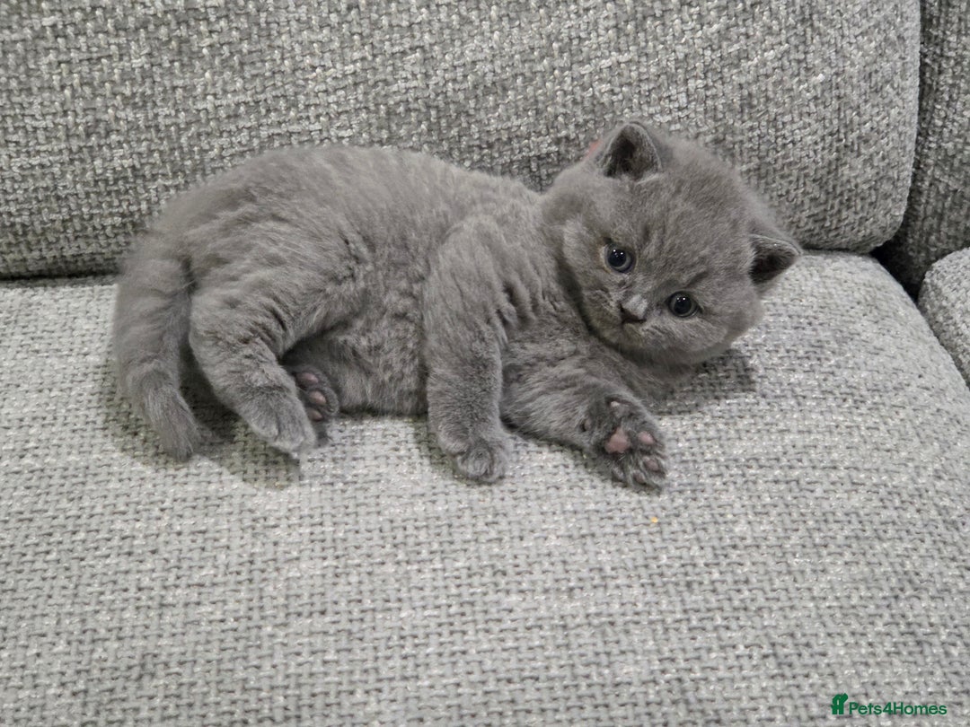 British Shorthair cats for sale: Gorgeous Pure Breed British shorthair kittens  - Advert 14