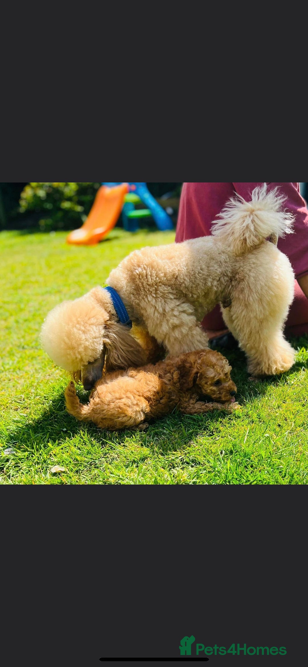 Miniature Poodle dogs for stud: 🇷🇺extensively health tested Russian import🇷🇺 - Advert 11