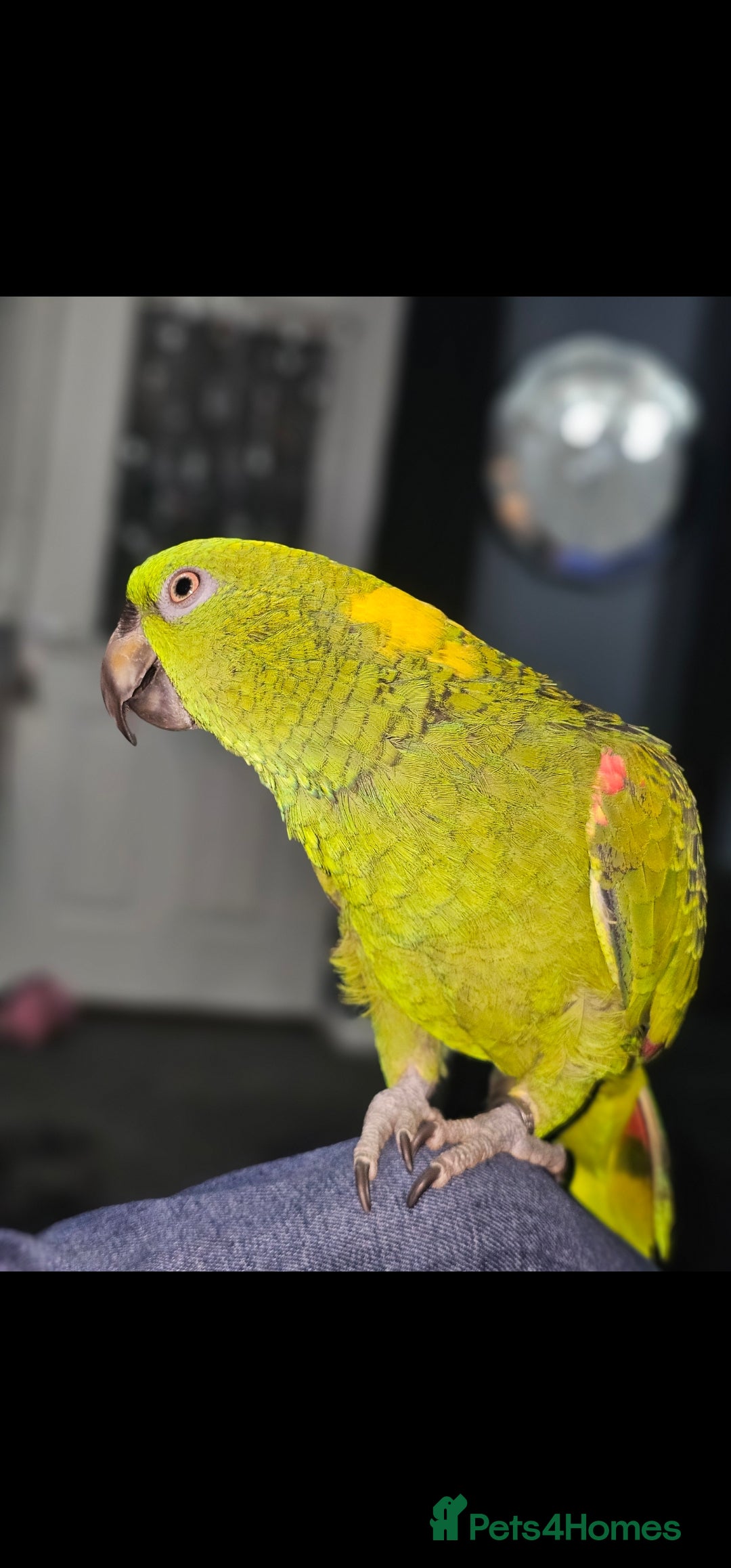 Parrots birds for sale: Yelow nape amazon - Image 22