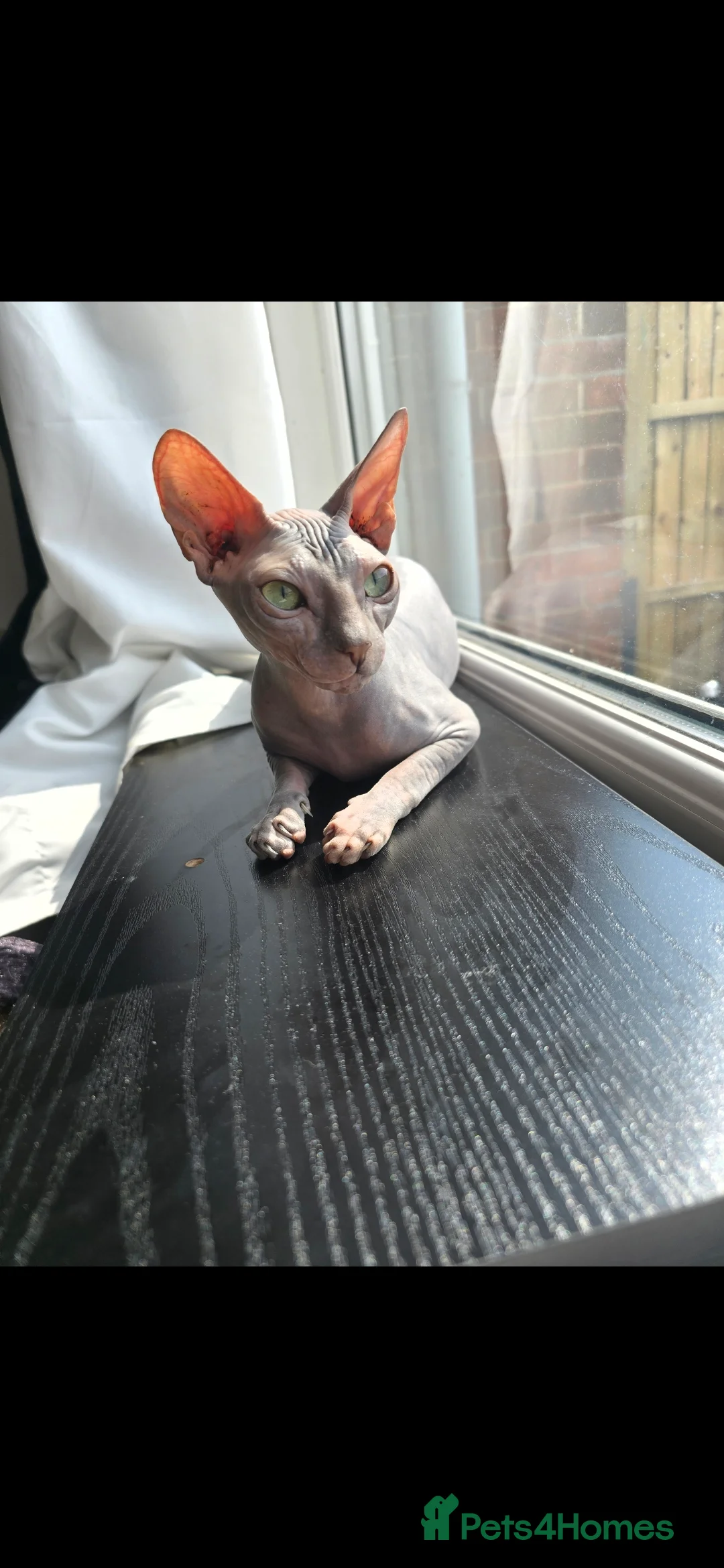 Sphynx cats for sale: Beautiful Sphynx 😍  - Advert 3