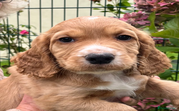 Cocker Spaniel dogs - Advert 2