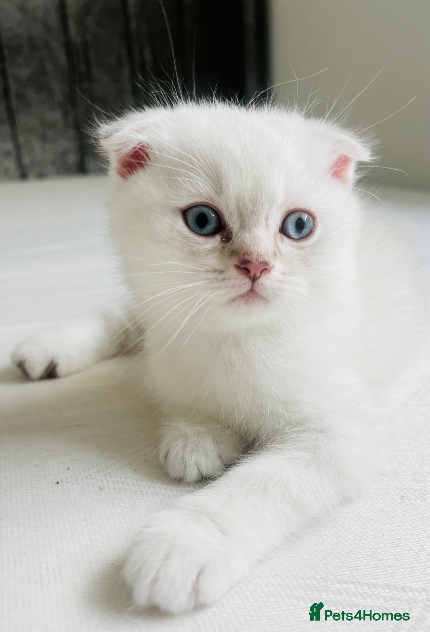 Scottish Fold cats Scottish fold and straight kittens - Advert 12