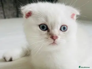 Scottish Fold cats Scottish fold and straight kittens - Advert 12