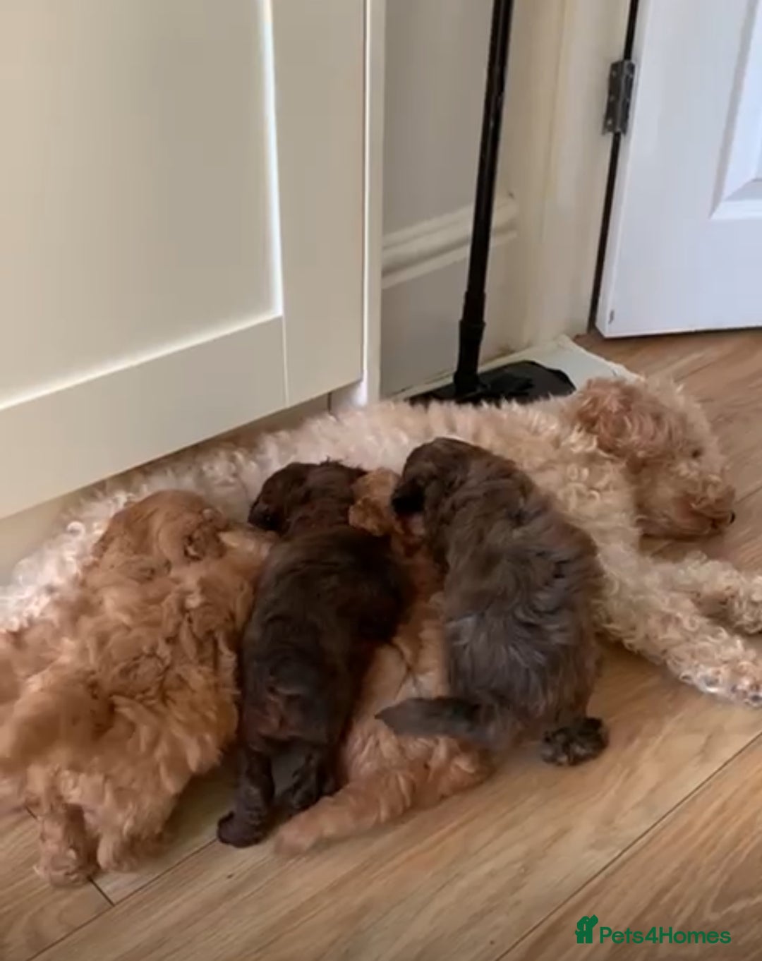 Maltipoo dogs for sale: Gorgeous Maltipoo Puppies  - Advert 3
