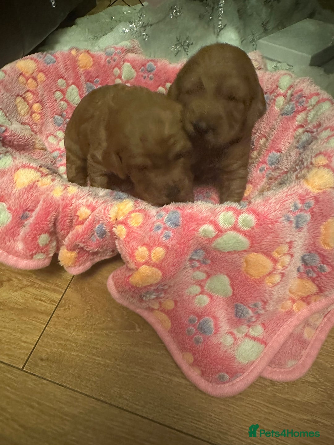 Labradoodle dogs for sale: Miniature F1 Labradoodles  - Advert 8