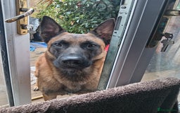 Belgian Shepherd Dog dogs for sale: Belgian malinois puppies  - Image 5
