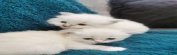 Siberian cats for sale: Registered Siberian Neva Kittens  - Advert 8