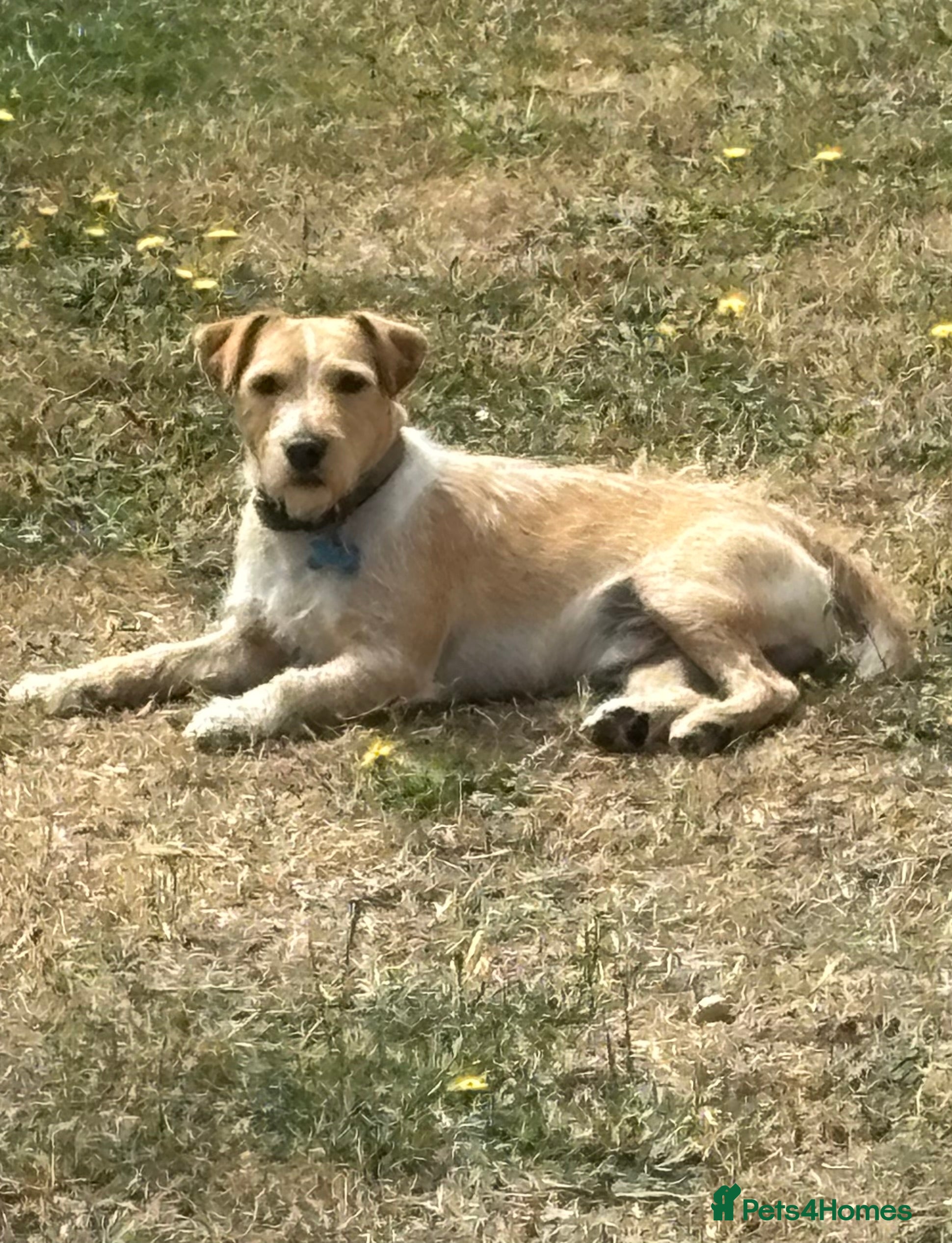 Patterdale Terrier dogs Patterdale Terrier  - Advert 1