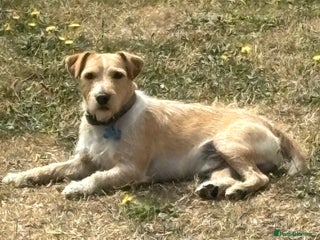 Patterdale Terrier dogs Patterdale Terrier - Advert 1