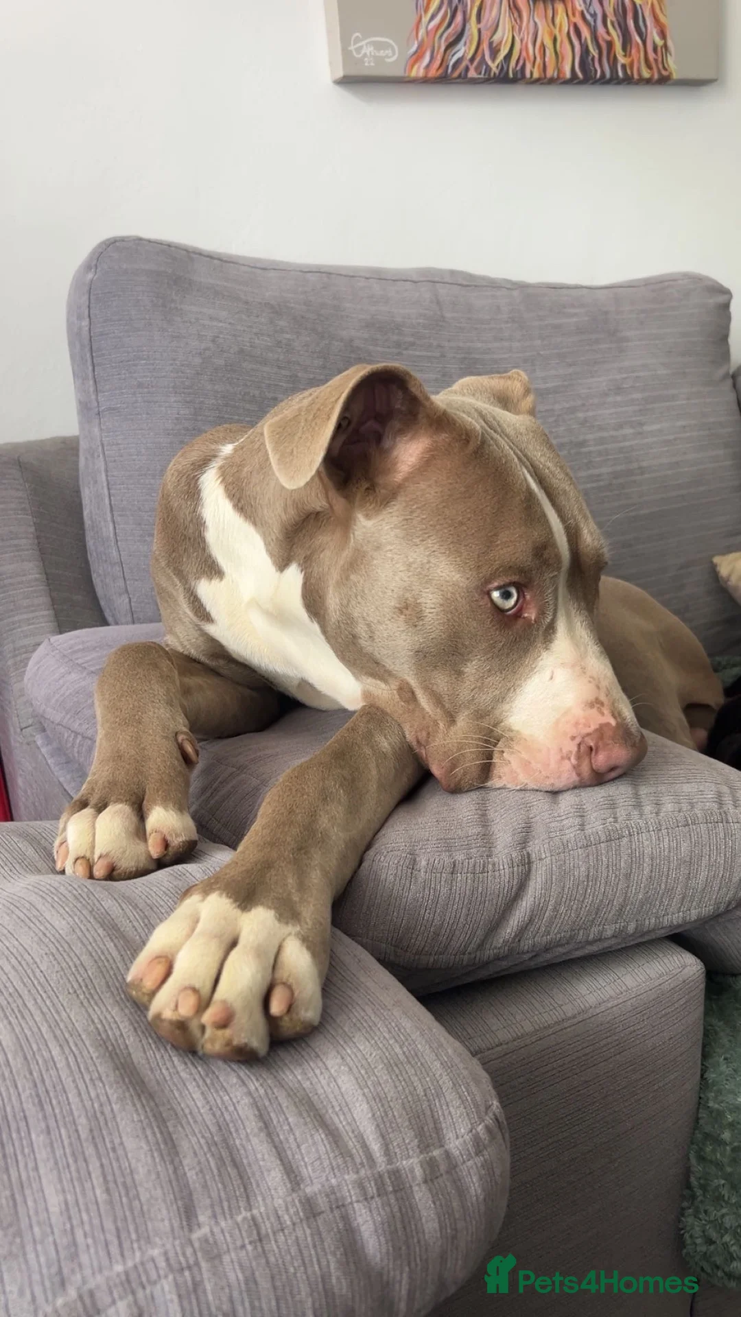Mixed Breed dogs for sale: Cane corso mixed but unknown father  - Advert 1