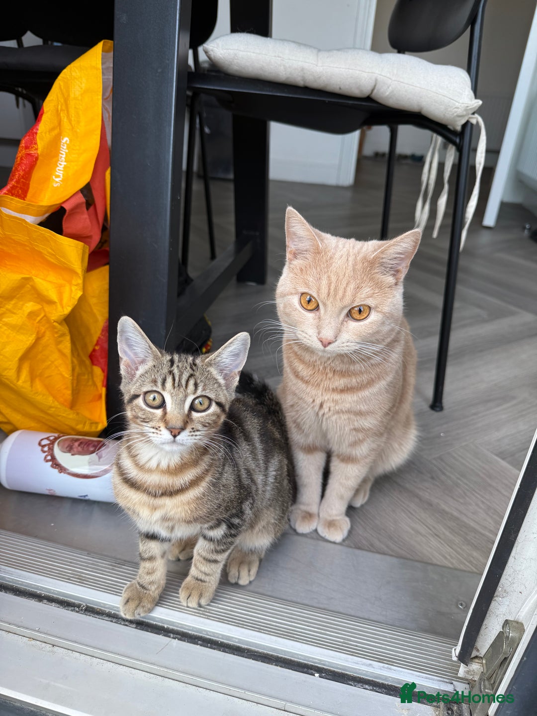 British Shorthair cats for sale: FULL CREAM BRITISH SHORT HAIR - Image 3