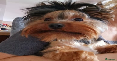 Yorkshire Terrier dogs - Advert 9