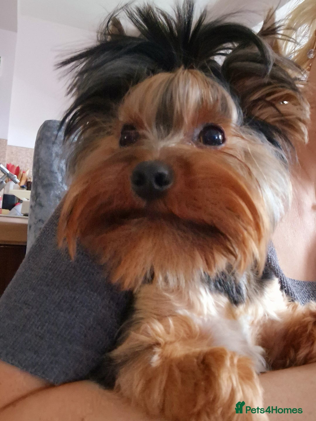 Yorkshire Terrier dogs for sale: For sale Mineture Yorkshire Terrier puppies  - Image 3