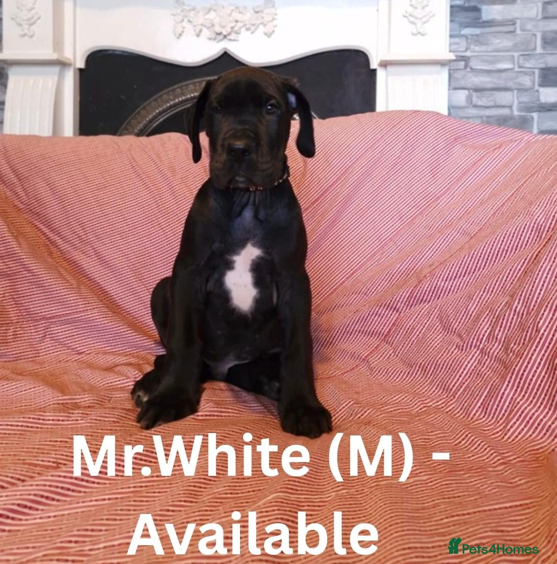 Great Dane dogs Great Dane Puppies - Advert 1