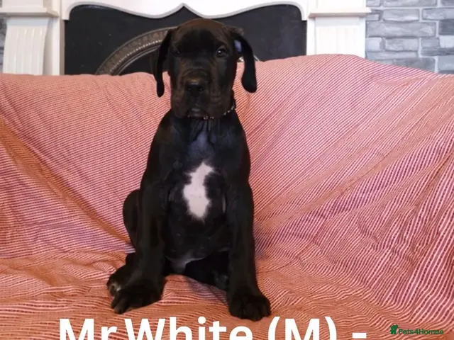 Great Dane dogs Great Dane Puppies - Advert 1