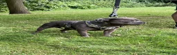 Staffordshire Bull Terrier dogs for sale: Adorable Puppies Looking For Their Forever Homes - Advert 6