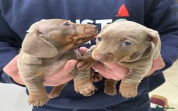 Dachshund dogs for sale: 2 Isabella dachshund puppies  - Image 8