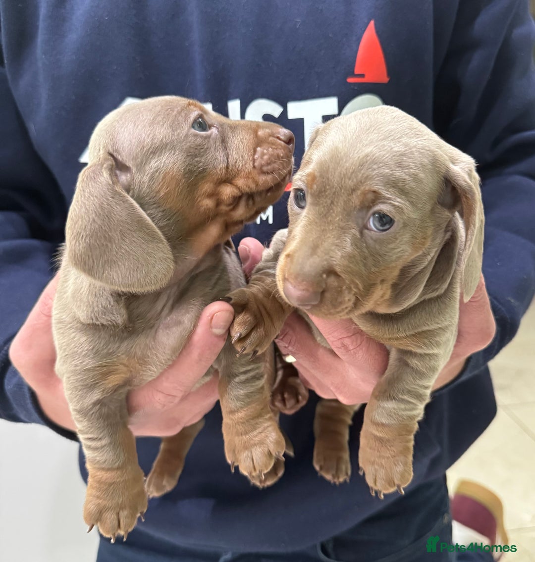 Dachshund dogs for sale: 2 Isabella dachshund puppies  - Image 8