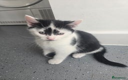 Mixed Breed cats for sale: Kittens  - Image 1