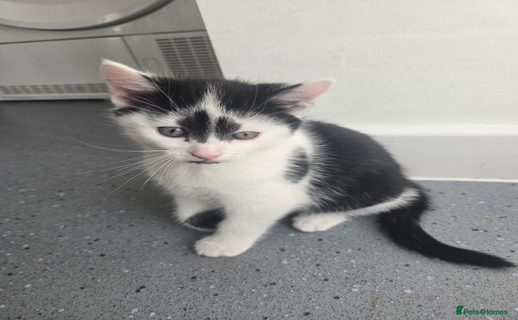 Mixed Breed cats - Advert 7