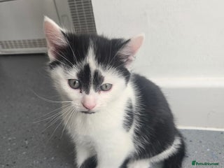 Mixed Breed cats - Advert 10