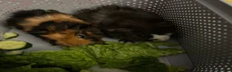 Guinea Pig rodents for sale: Beautiful baby brother guinea pigs  in Dartford - Advert 4