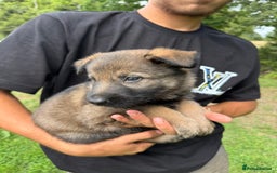 German Shepherd dogs for sale: Germany 🇩🇪 shepherd puppies dogs 🐕 big boned - Image 28