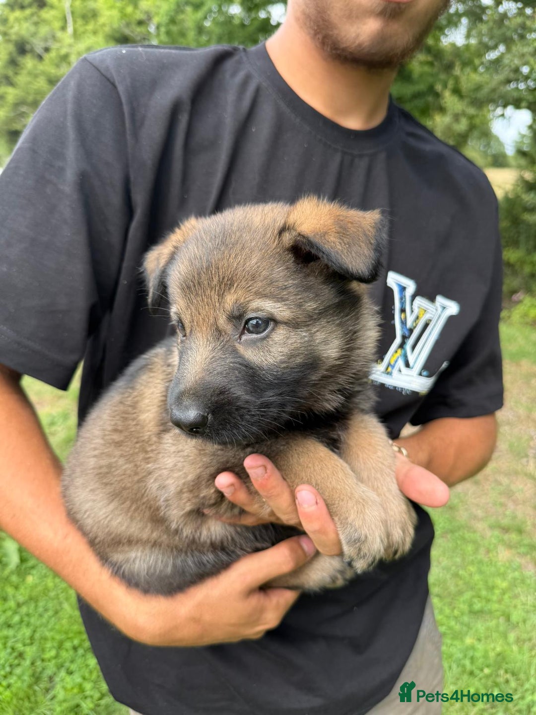 German Shepherd dogs for sale: Germany 🇩🇪 shepherd puppies dogs 🐕 big boned - Image 28