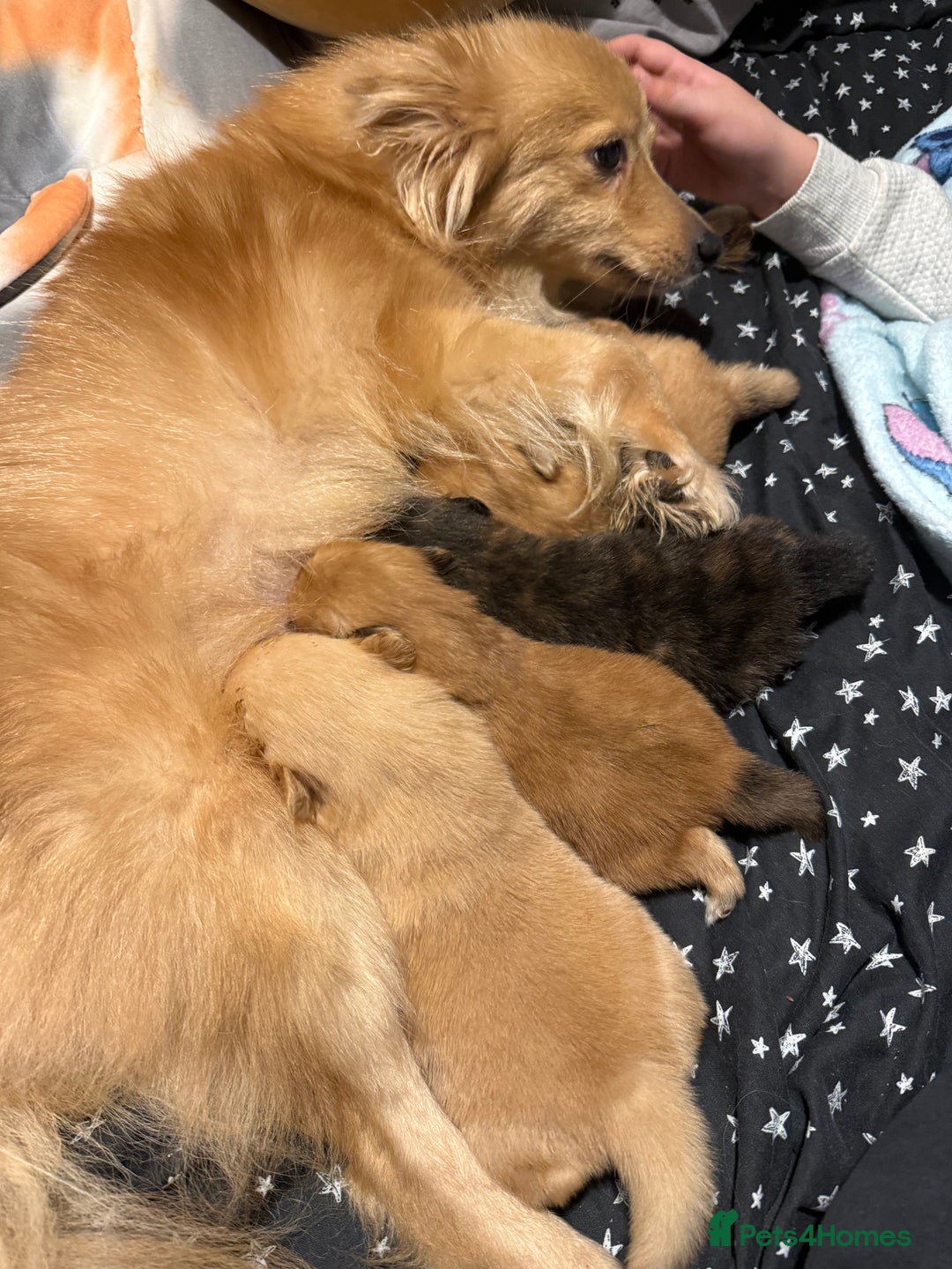 Pomeranian dogs for sale: STANDARD size poms 🦊 - Advert 2