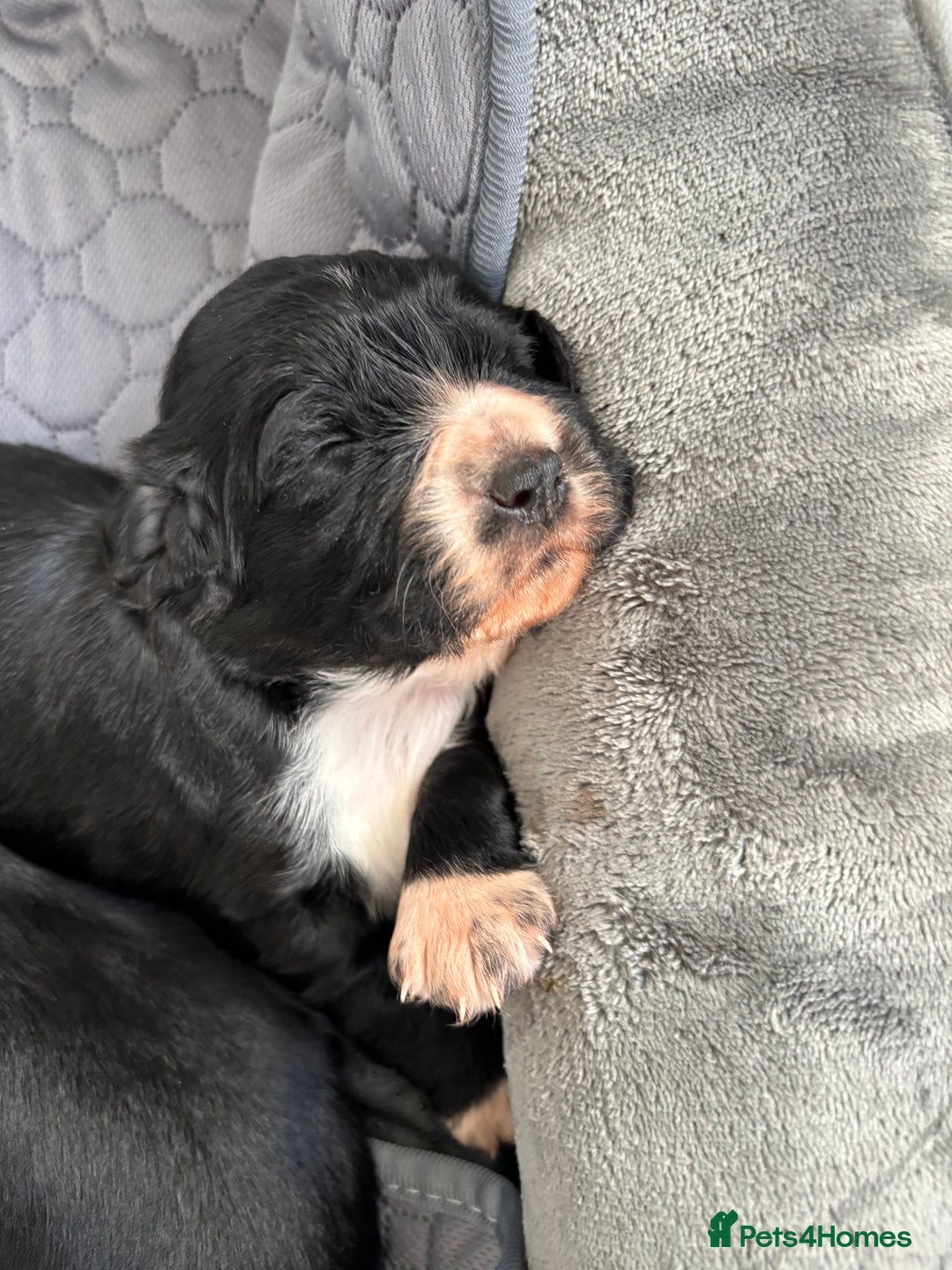 Cocker Spaniel dogs for sale: Cocker spaniel boys  - Advert 7