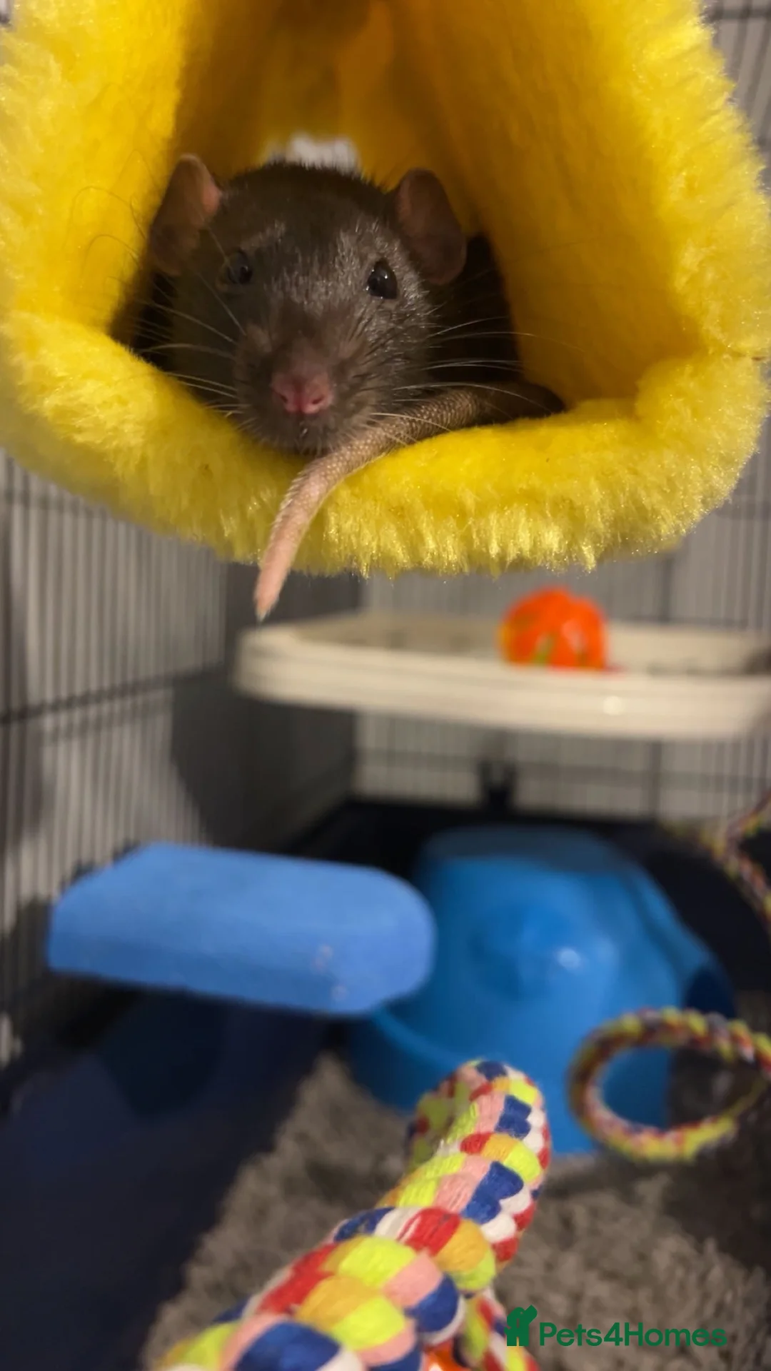 Rat rodents for sale: 2 beautiful female rats in Melton Mowbray - Advert 3