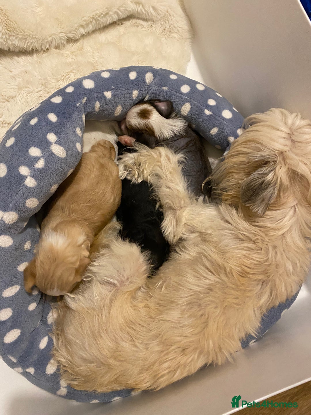 Chinese Crested dogs for sale: Chinese Crested puppies - Advert 5