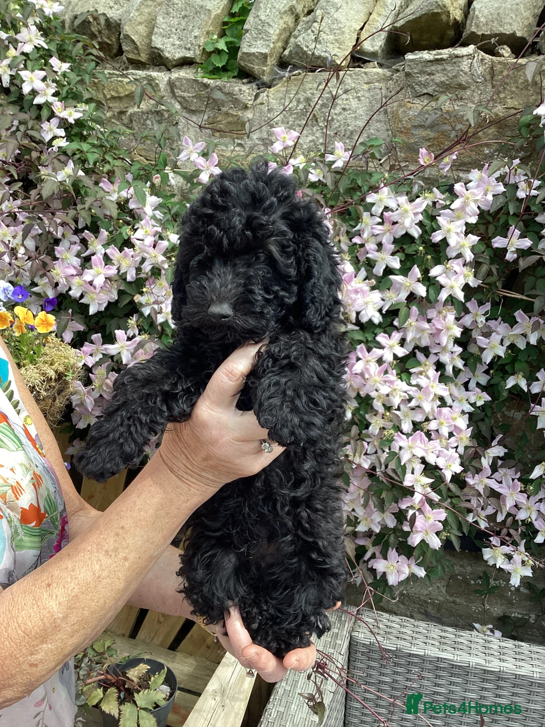 Toy Poodle dogs for sale: Toy poodle - Advert 2
