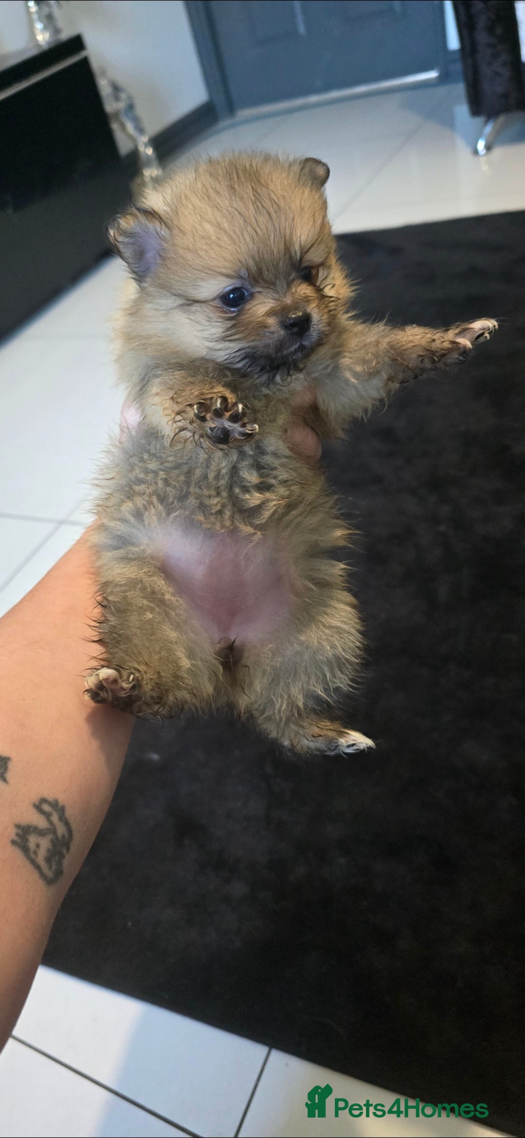Pomeranian dogs for sale: Beautiful pomeranian pups in Houghton le Spring - Image 18